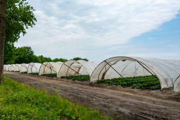 Green houses constructions on strawberry fields, strawberry plants in rows growing on  farm