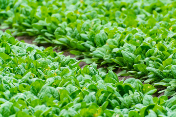 Food background with growing green baby spinach leaves
