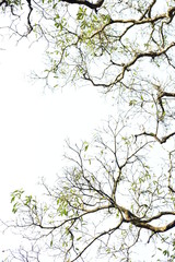 Tree branches frame