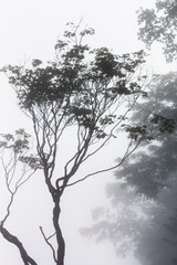 日本・7月の北海道、日勝峠の雲海と樹木