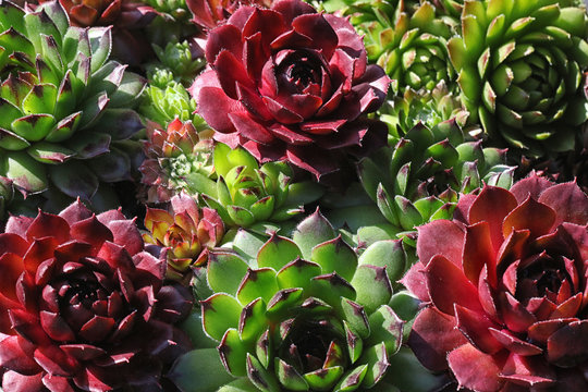 Bunte Sempervivum - Hauswurz Pflanzen Vielfalt im Steingarten