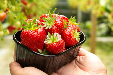 Harvest of fresh tasty ripe red strawberries growing on strawberry farm