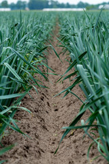 farm field with growing green leek onion plants