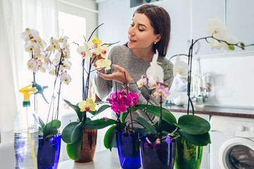 Orchids home flowers. Woman checking her orchids at home. Housewife taking care of home plants and...