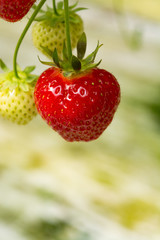 Fresh tasty ripe  red and unripe green strawberries growing on strawberry farm