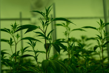 Marijuana cultivation Cannabis