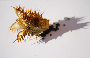 Datura stramonium, Jimson weed, pods and seeds on white background