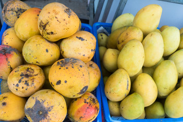 Different types of natural mangoes on the market. Yellow fresh ripe fruits in boxes.