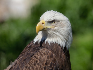 bald eagle female poses for a close up head shot