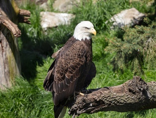 female bald eagle is watching something of interest