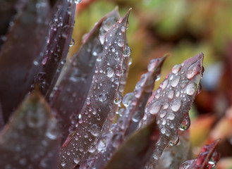 Graue Sempervivum - Hauswurz Pflanze  im Steingarten mit Regentropfen im Detail