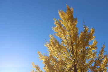 愛知県　香嵐渓　イチョウ