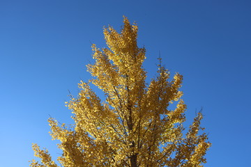 Fototapeta premium 愛知県 香嵐渓 イチョウ
