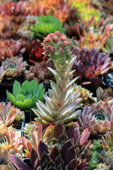 Fototapeta premium Blühende Sempervivum - Hauswurz Blüten im Steingarten