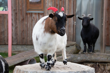 Ziege mit roten Hörnern