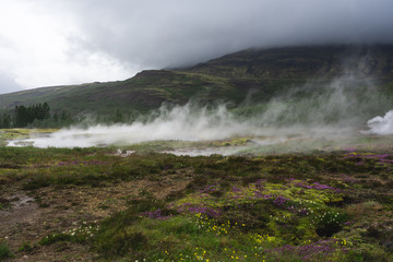Steamy field in blossom by Geysir hot spring