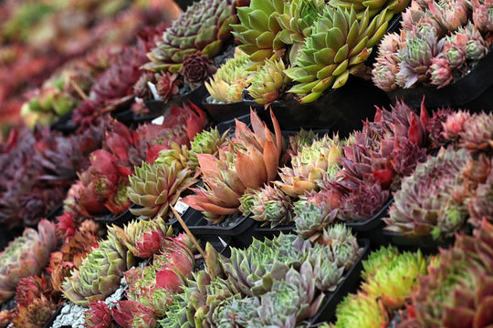 Verschiedene bunte Sempervivum - Hauswurz Pflanzen aufgereiht in Blumentöpfen