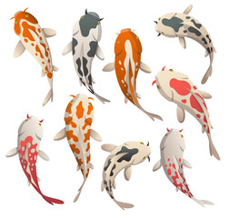 Set calmly floating fish. Koi fish vector illustration japanese carp and colorful oriental koi in Asia. Set of Chinese goldfish, traditional fishery isolated on background