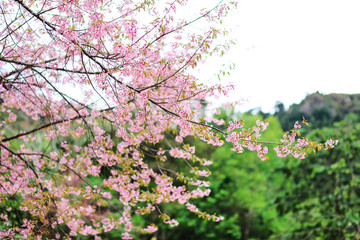 Blooming Prunus flowers come in shades of white, pink and red