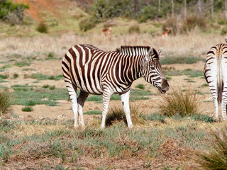 Lone Birchells Zebra eating grass in the morning sun