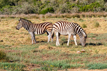 Fototapeta na wymiar Pair of Burchells Zebra grazing in the aqfternoon sun