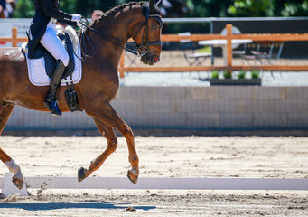 Horse dressage with rider in a "heavy class" at a dressage tournament, photographed in the gallop gallop during the upward movement in close-up with space for text on the right side..