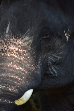 Elephant Trunk, Konni Eco Tourism Center
