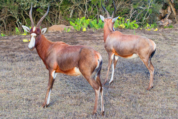 Close up of two Blesbok or blesbuck antelope