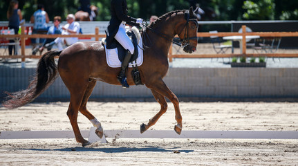 Horse dressage with rider in a 
