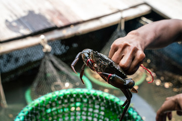 Sea crab in grille of sea catch by fisherman hand