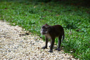 monkey on green grass in a national park in the philippines