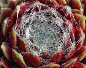 Spinnweb Sempervum - Hauswurz Pflanze im Steingarten im Makro Detail