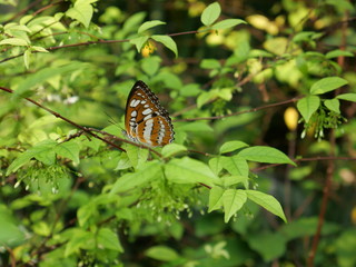 A tiny orange butterfly is among trees with tiny white flowers in a public garden in Bangkok, Thailand. The kind of the trees is Wrightia religiosa. 