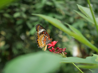 Although imperfect, what a perfect beautiful butterfly. Tattered Monarch butterfly feeding on red flower.