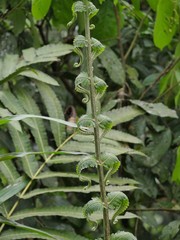 Jungle in the tropical forest in Ecuadors Jungle