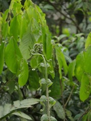 Jungle in the tropical forest in Ecuadors Jungle