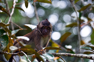 young monkeys sit on branches in a tropical garden