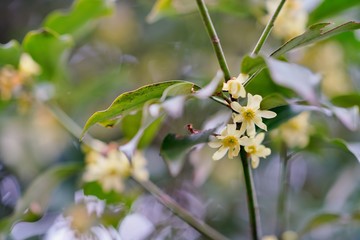 シキミの花