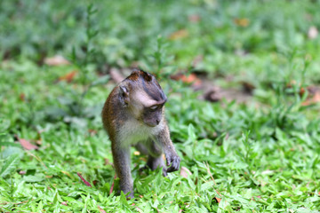monkey on green grass in a national park in the philippines