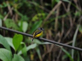 Jungle in the tropical forest in Ecuadors Jungle