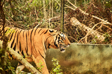 tiger