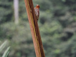 Woodpecker in a tropical jungle in Ecuador Mashpi