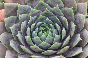 Blau - Graue Sempervivum - Hauswurz Pflanze im Steingarten Detail