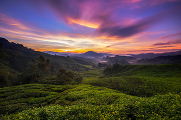 Cameron Highlands Tea plantations sunrise 