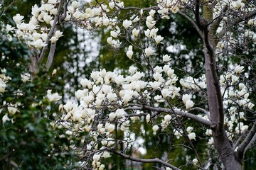 モクレンの花