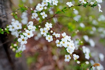 ユキヤナギの花