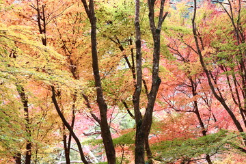 日本　紅葉　絶景