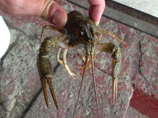 crab on a background