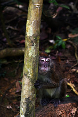 monkey with an amazing grimace sits on a tree branch