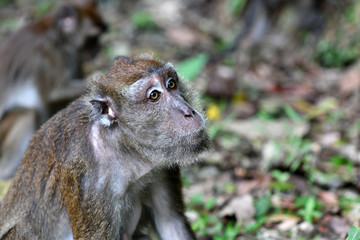 smart-faced gray monkey with a pensive pose